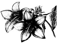 05508.PCX