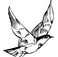 M0003986.TIF