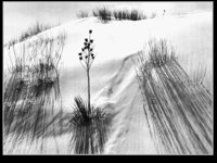 M0005059.TIF