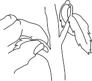 GRDN034.WMF