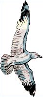 SEAGULL.WPG
