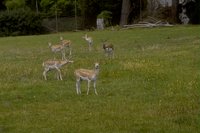 8031.GIF