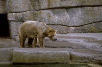 8040.GIF