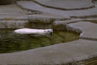 8046.GIF