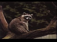 AWL08.GIF