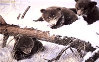 BEARCUBS.GIF