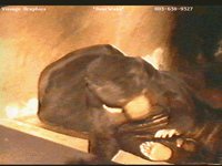 BEARWAKE.GIF