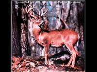 BUCK02.GIF