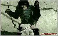 CHIMP11.GIF
