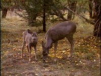 DEER1.GIF