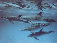 DOLPHIN1.GIF