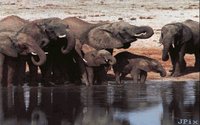 ELEPHANS.GIF
