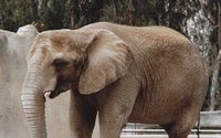 ELEPHANT.GIF