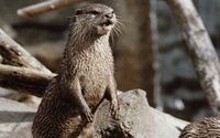 FERRET.GIF