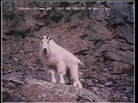 GALANL05.GIF