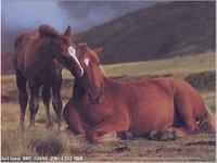 GALRY074.GIF