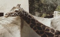 GIRAFFE.GIF