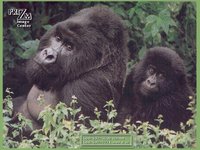 GORILLA2.GIF