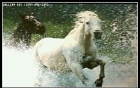 HORSES07.GIF