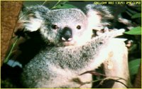 KOALA05.GIF