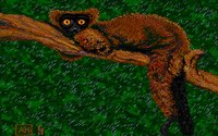 LEMUR.GIF