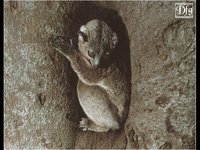 LEMUR04.GIF