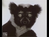 LEMUR06.GIF
