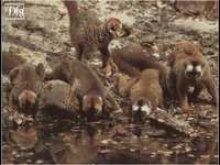 LEMUR09.GIF