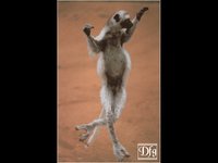LEMUR10.GIF