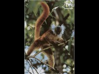LEMUR11.GIF