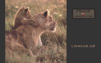 LIONCUB.GIF