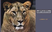 LIONESS1.GIF