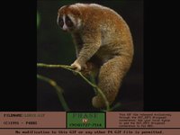 LORIS.GIF