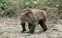MONKEY1.GIF