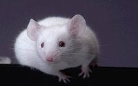MOUSE.GIF