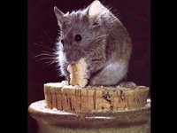 MOUSE1.GIF