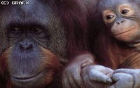 ORANGUTN.GIF