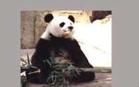 PANDA2.GIF