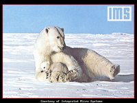 PBEAR.GIF