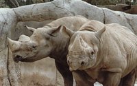 RHINOS.GIF