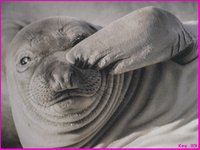 SEAL.GIF