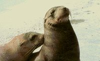 SEALS.GIF