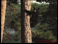 SL02.GIF