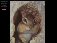 SQUIRREL.GIF