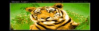 TIGER2.GIF