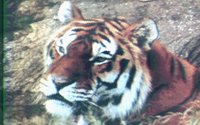 TIGER3.GIF