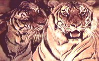 TIGERS.GIF