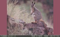 WALLABY.GIF