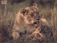 WILD06_I.GIF