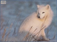 WILD11_I.GIF
